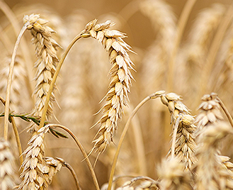 Výťažky z pšenice